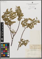 Foto von Salix L.